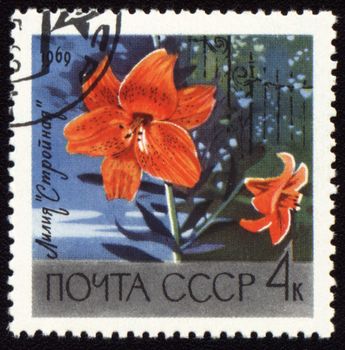 USSR - CIRCA 1969: stamp printed in USSR, shows red lily "Stroynaya", circa 1969