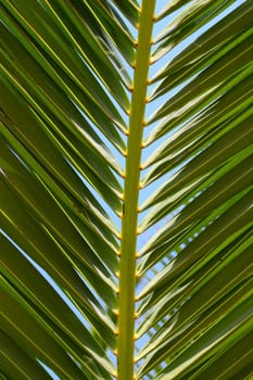 palm leaf