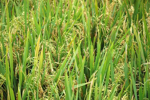 Field of rice paddies in tropical paradise