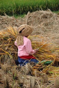 farmer harvesting paddies in their ricefield