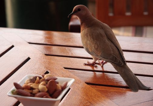 Close up of dove like bird looking at possible snack on a glossy table in a bar