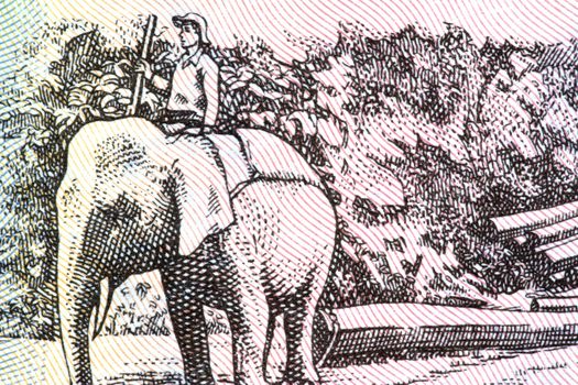 Macro image of a handler on an elephant moving logs as depicted on an old currency note.