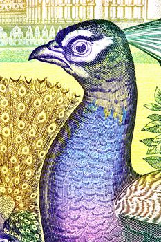 Macro image of a peacock on a currency note.