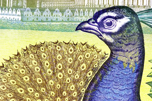 Macro image of a peacock on a currency note.