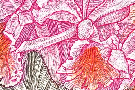 Macro image of an orchid on a currency note.