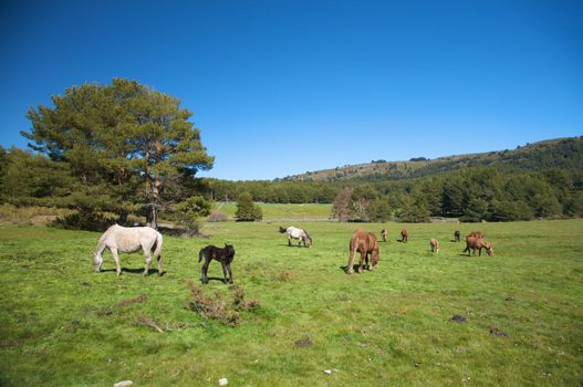 horses at the country in avila spain