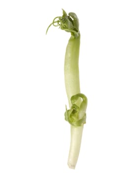 Isolated macro image of a bean sprout.