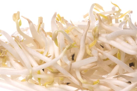 Isolated macro image of bean sprouts.