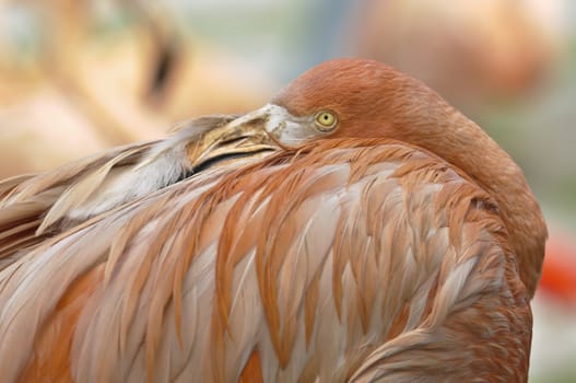 Flamingo bird resting with its beak in back feathers