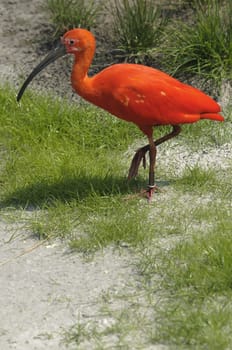 Scarlet Ibis walking on grass