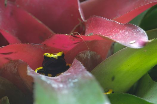 Black and yellow poisonous frog in Bromelia plant, Dendrobates leucomelas.