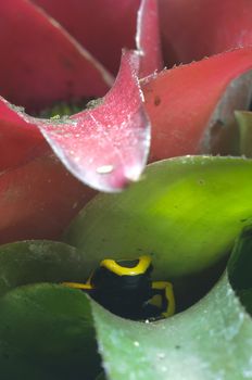 Black and yellow poisonous frog in Bromelia plant, Dendrobates leucomelas.