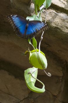 Blue morpho butterfly sucking fruit juices