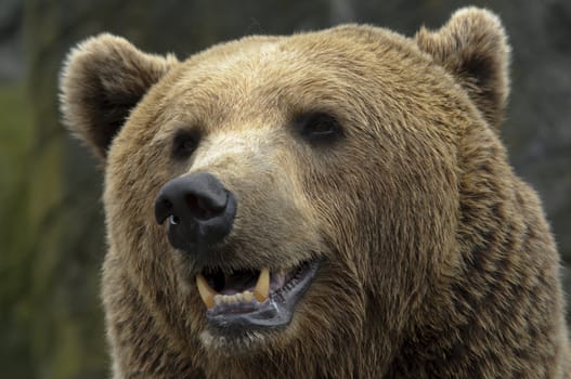 male brown bear portrait of head
