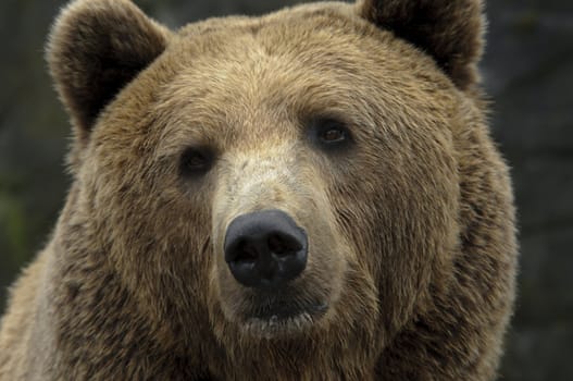 male brown bear portrait of head