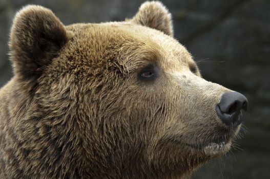 male brown bear portrait of head