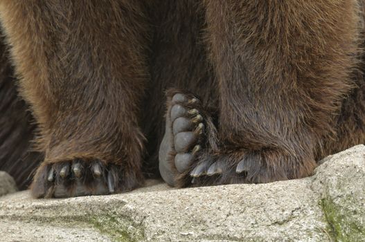 male brown bear detail of front paws