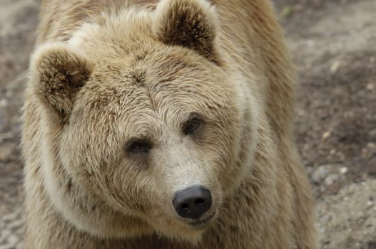 Female brown bear portrait of head