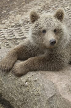 Cub of brown bear relaxing on a stone