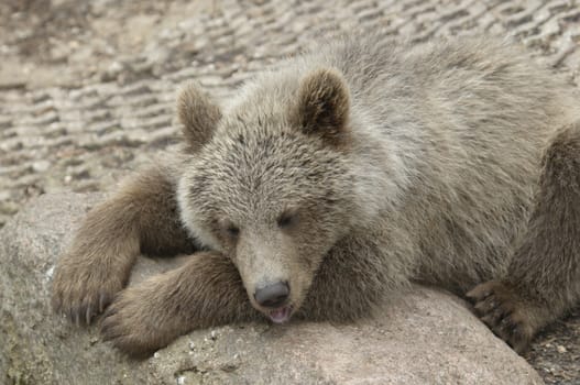 Cub of brown bear relaxing on a stone