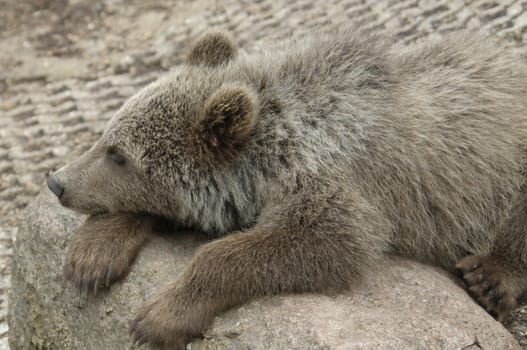 Cub of brown bear relaxing on a stone