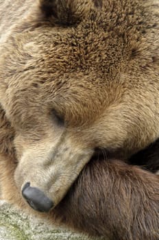male brown bear portrait of head