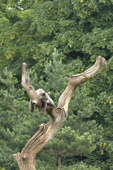 Cub of brown bear relaxing on a tree
