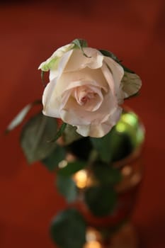 White rose flower in a vase.