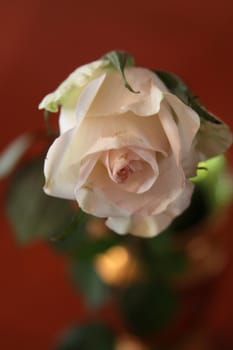 White rose flower in a vase.