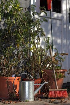 garden still life with tomatoe plants, ewer and broom in late summer