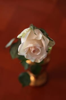 White rose flower in a vase.