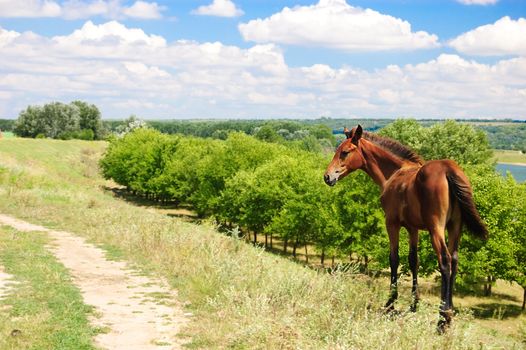 Brown horse grazing on pasture and cloudy sky