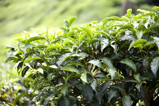 Tea leaves growing on a plantation.
