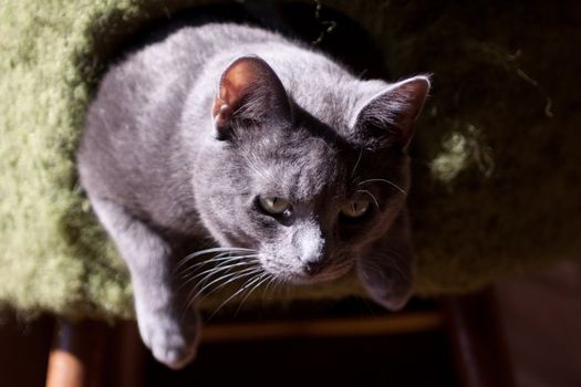 grey cat lying on chair
