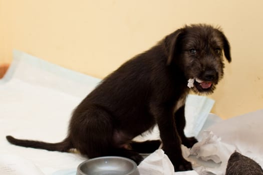 black puppy sitting  on paper  
