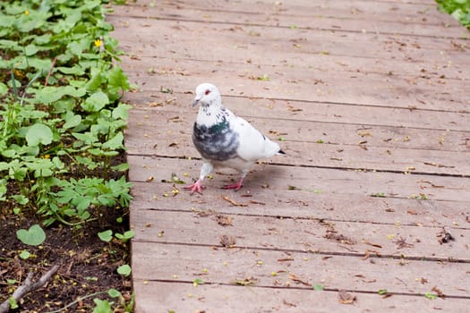 pigeon walking on wooden road

