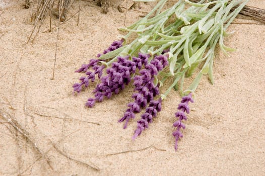 purple lavender on the beach