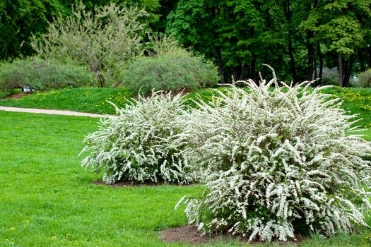 bushes with white flowers in the park
