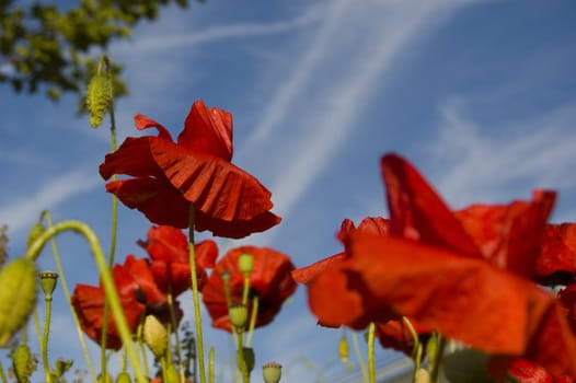 colorful red poppies against a blue sky