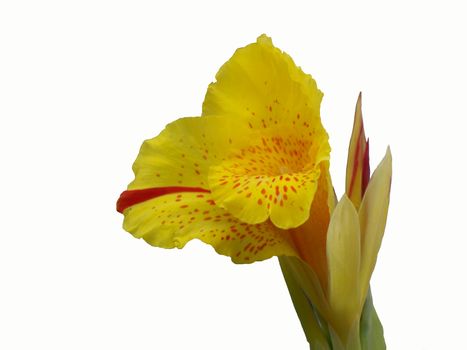 Yellow Lilly isolated on white