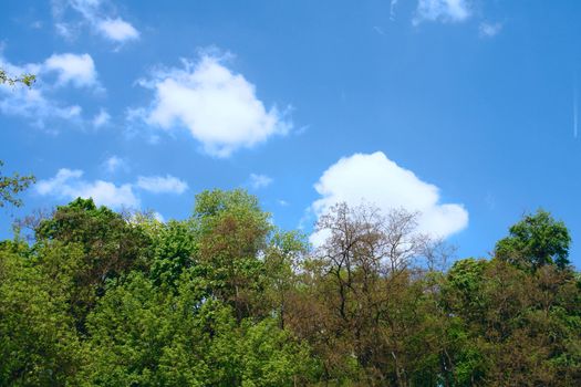 blue spring sky on forest                            