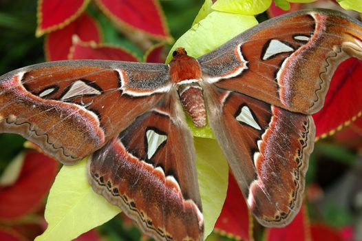 brown butterfly with beautiful wings pattern