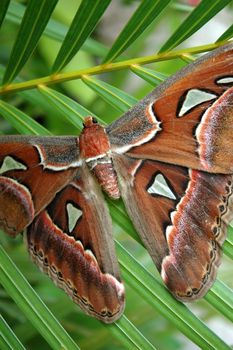 brown butterfly with beautiful wings pattern