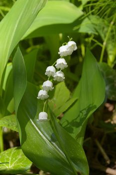 flower of the lily of the valley