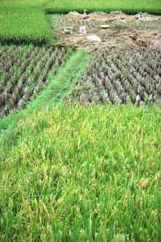 Field of rice paddies in tropical paradise