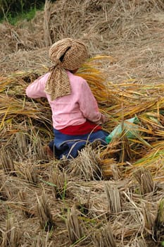 farmer harvesting paddies in their ricefield