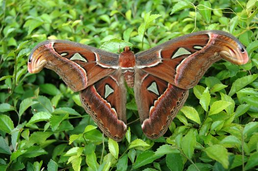 brown butterfly with beautiful wings pattern