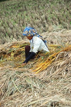 farmer harvesting paddies in their ricefield