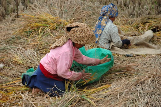 farmer harvesting paddies in their ricefield