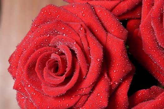 bunch of red roses with drops from rain